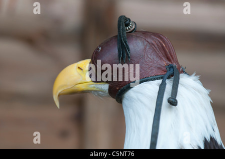 Bald eagle (Haliaeetus leucocephalus) wearing falconry hood Stock Photo