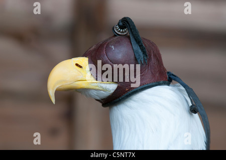 Bald eagle (Haliaeetus leucocephalus) wearing falconry hood Stock Photo