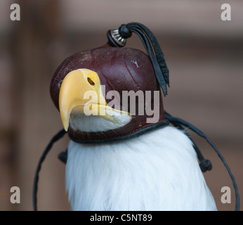 Bald eagle (Haliaeetus leucocephalus) wearing falconry hood Stock Photo