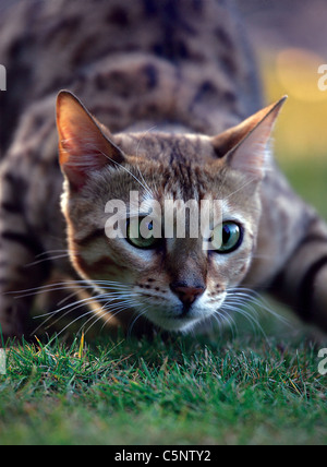 Bengal Cat hunting Stock Photo