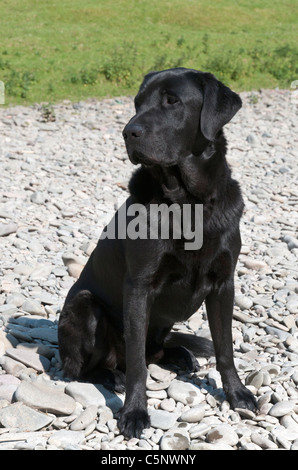 Black Labrador Retriever, hunting gun dog Stock Photo