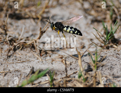 Sand Wasp Digger in-flight Stock Photo