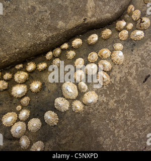 Limpets (Patella vulgata) on brown rock Stock Photo