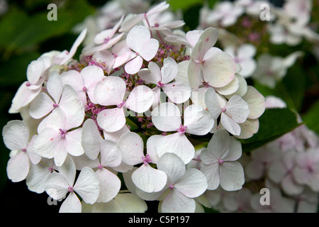 Hydrangea Lace Cap Flowers Stock Photo
