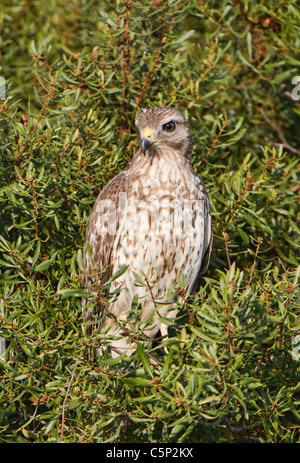 Sharp shinned Hawk (Accipiter striatus) Stock Photo