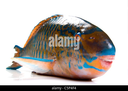 Parrot fish Stock Photo