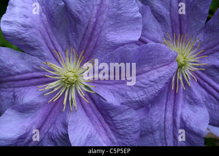 Purple Mauve Clematis Flowers Stock Photo