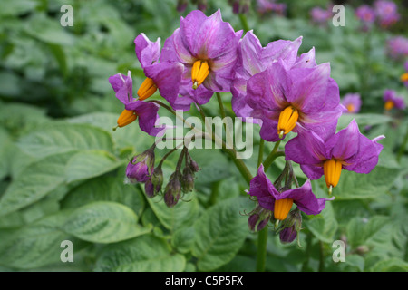 Potato Flowers Solanum tuberosum