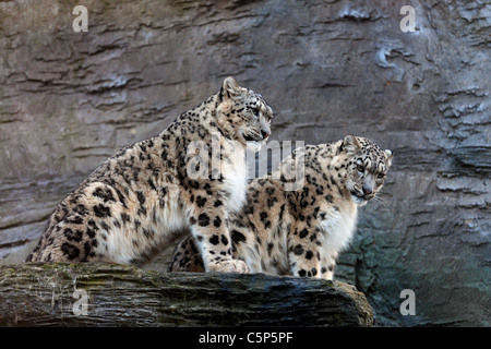 Snow leopards latin name Panthera uncia Stock Photo