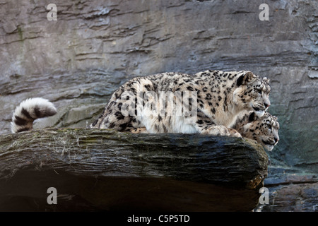 Snow leopards latin name Panthera uncia Stock Photo