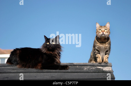 Cats sitting in the sunshine on a roof Stock Photo