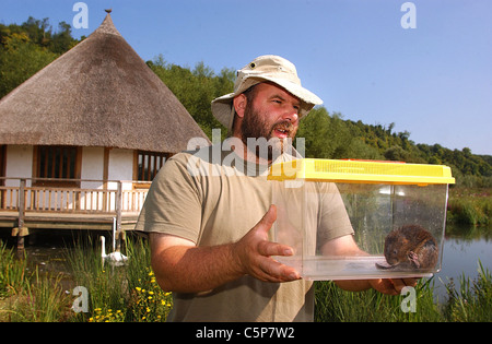 A Water Vole ( Viridor's voles) about to be released into the waters of Arundel Wildfowl and Wetlands Centre Stock Photo