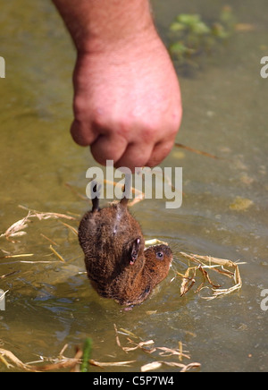 A Water Vole (Viridor's voles) about to be released into the waters of Arundel Wildfowl and Wetlands Centre  - photo Simon Dack Stock Photo