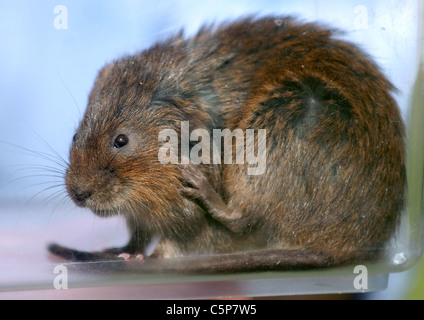 A Water Vole (Viridor's voles) about to be released into the waters of Arundel Wildfowl and Wetlands Centre Stock Photo