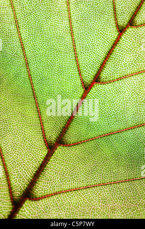green leaf texture Stock Photo
