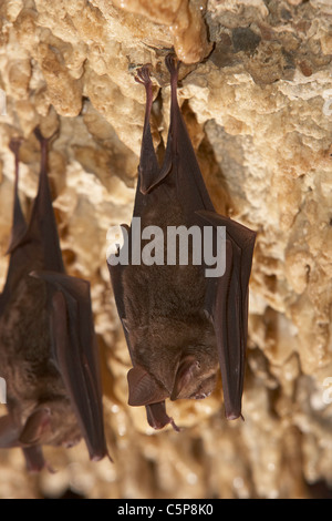 Horseshoe bats, Rhinolophus hipposideros roosting in the Bat Cave near ...