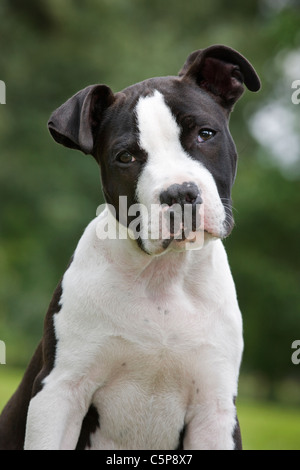 American Staffordshire terrier (Canis lupus familiaris) sitting on lawn in garden Stock Photo