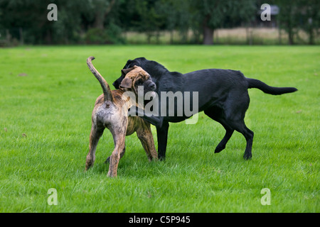 Labrador dog play fighting with Boerboel (Canis lupus familiaris) pup in garden, native breed from South Africa Stock Photo