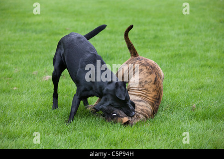 Labrador dog play fighting with Boerboel (Canis lupus familiaris) pup in garden, native breed from South Africa Stock Photo