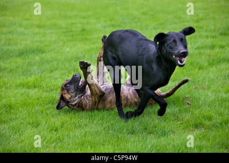 Labrador dog play fighting with Boerboel (Canis lupus familiaris) pup in garden, native breed from South Africa Stock Photo