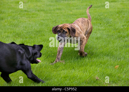 Labrador dog play fighting with Boerboel (Canis lupus familiaris) pup in garden, native breed from South Africa Stock Photo