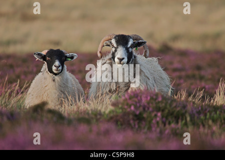 Sheep, Ovis aries, on heather moorland, Northumberland National Park, UK Stock Photo