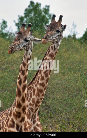Two Headed Giraffe Stock Photo - Alamy