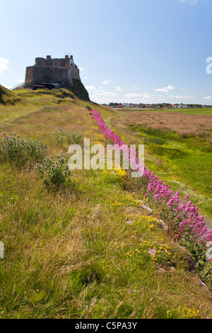 Lindisfarne Castle from south coast with Red Valerian Centranthus ruber growing along wall leading to castle Stock Photo