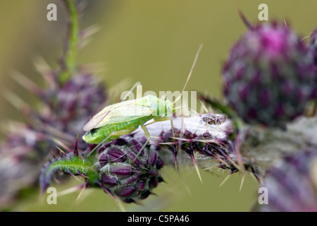 Common Green Capsid; Lygocoris pabulinus; Cornwall; UK Stock Photo