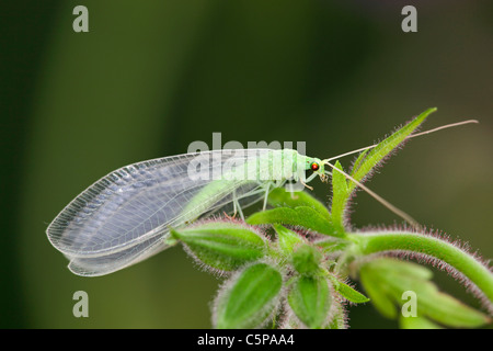 Green Lacewing; Chrysoperla carnea; on plant; Cornwall Stock Photo