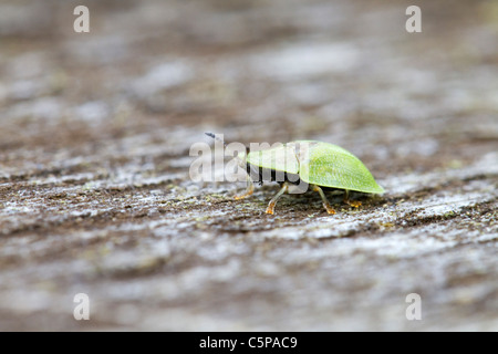 Green Tortoise Beetle; Cassida Viridis; Cornwall; UK Stock Photo