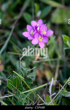 Seaside Centuary Centaurium littorale plant in flower Stock Photo