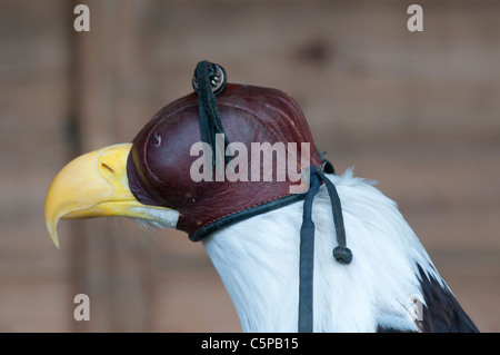 Bald eagle (Haliaeetus leucocephalus) wearing falconry hood Stock Photo