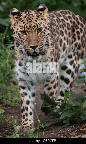 Amur Leopard Running Stock Photo - Alamy