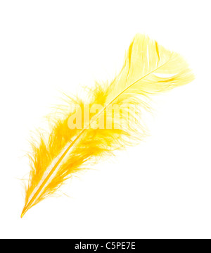 yellow feather, photo on the white background Stock Photo