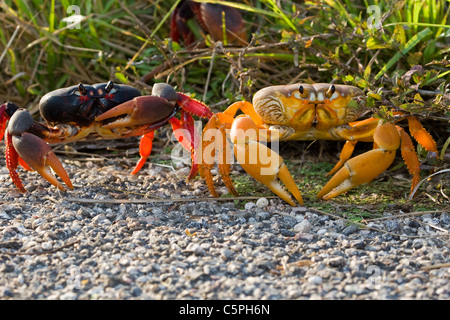 Black Land crabs, Gecarcinus ruricola, migration Playa Girn, Bay of Pigs, Cuba Stock Photo