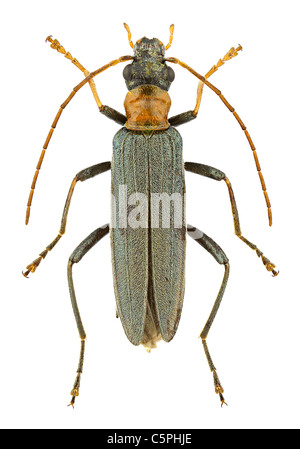 Female of Oedemera croceicollis isolated on a white background. Stock Photo