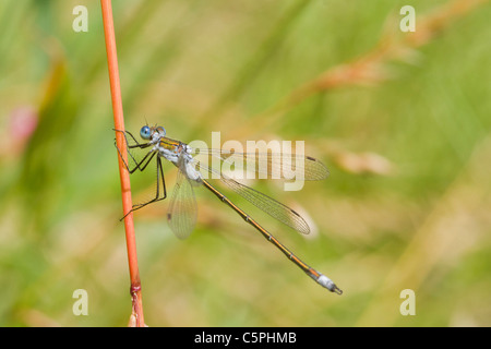 Emerald Damselfly ( Lestes sponsa ) perched on a reed Stock Photo