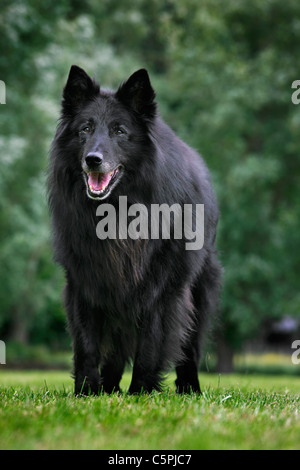 Black Belgian Shepherd Dog / Groenendael (Canis lupus familiaris) in garden Stock Photo