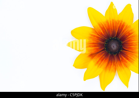 Rudbeckia hirta rustic dwarf flower against a white background Stock Photo