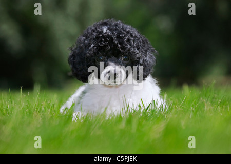 Black and white Miniature / Dwarf / Nain poodle (Canis lupus familiaris) in garden Stock Photo