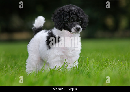 Black and white Miniature / Dwarf / Nain poodle (Canis lupus familiaris) in garden Stock Photo