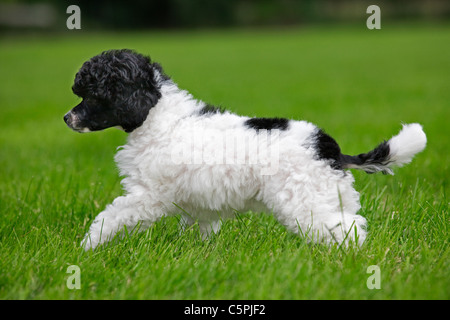 Black and white Miniature / Dwarf / Nain poodle (Canis lupus familiaris) in garden Stock Photo