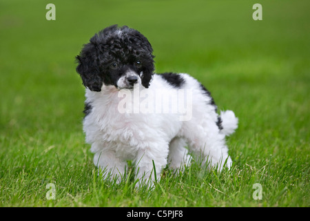 Black and white Miniature / Dwarf / Nain poodle (Canis lupus familiaris) in garden Stock Photo