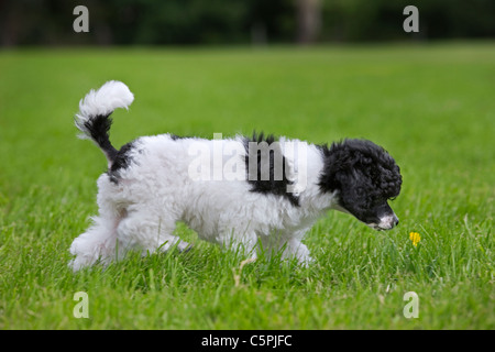 Black and white Miniature / Dwarf / Nain poodle (Canis lupus familiaris) sniffing at flower in garden Stock Photo