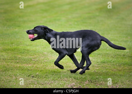Black Labrador (Canis lupus familiaris) running with tennis ball in mouth in garden Stock Photo