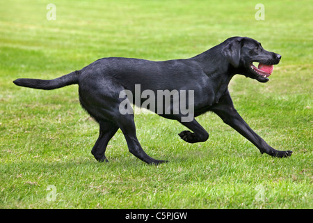 Black Labrador (Canis lupus familiaris) running with tennis ball in mouth in garden Stock Photo