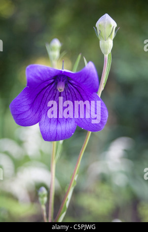 Campanula in bud Stock Photo - Alamy