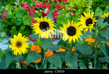 Yellow Sunflowers - Helianthus Annus Prado yellow Stock Photo