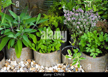 A selection of different herbs grown in tin cans Stock Photo